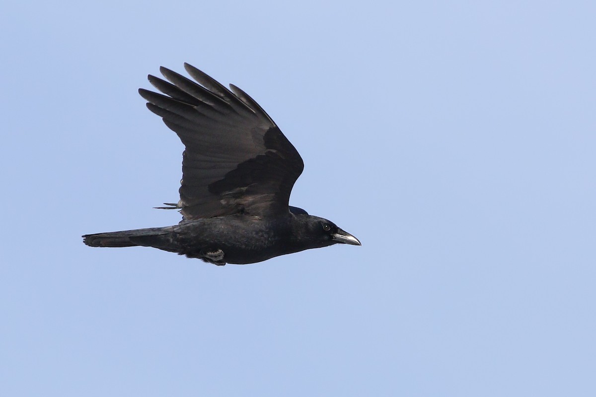 American Crow - ML413321271