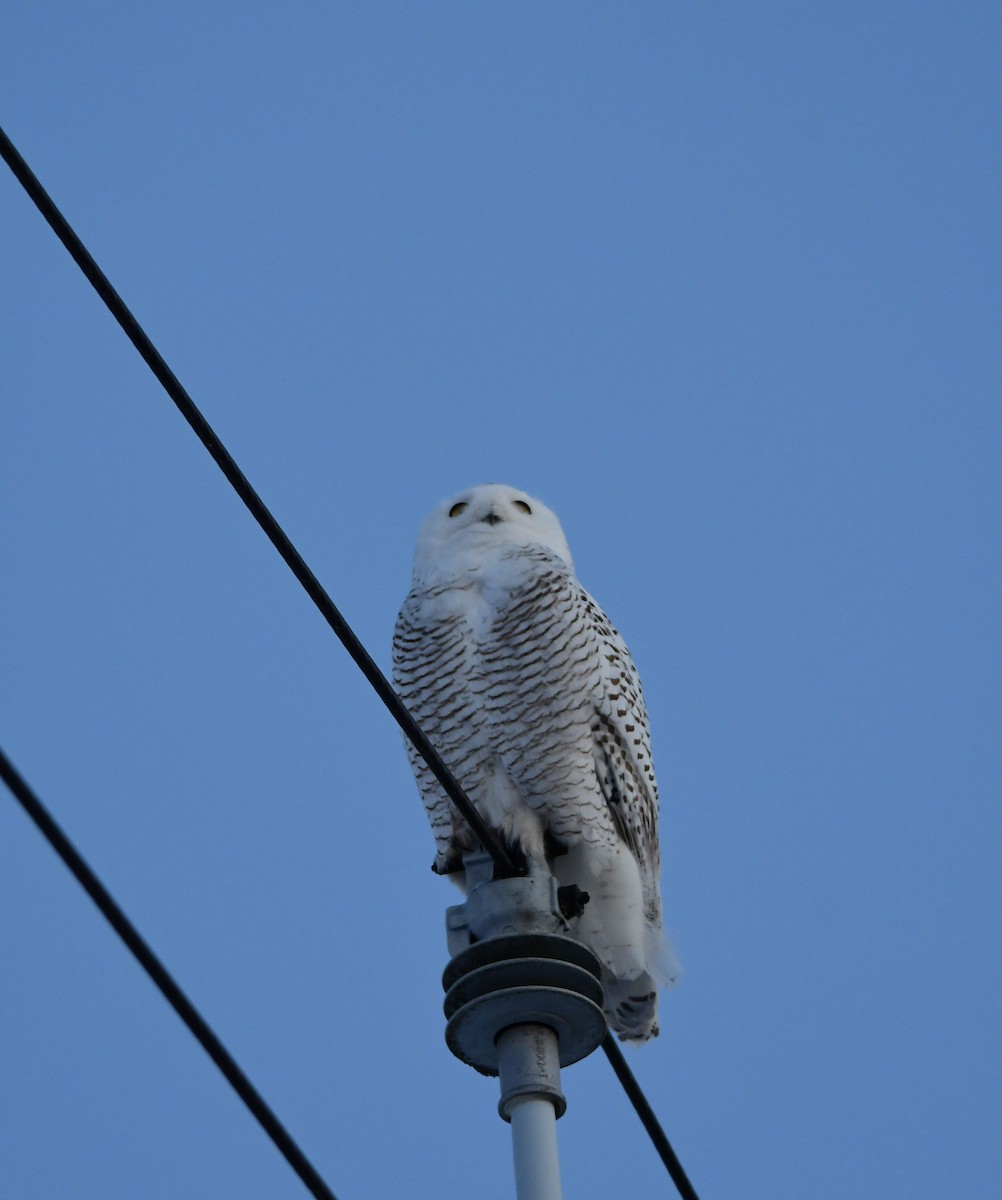 Snowy Owl - ML413325791