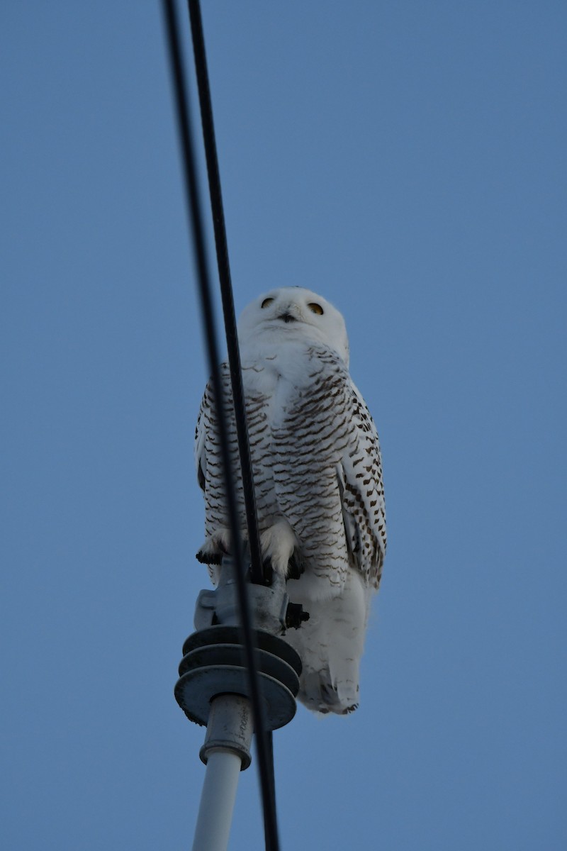 Snowy Owl - ML413325801