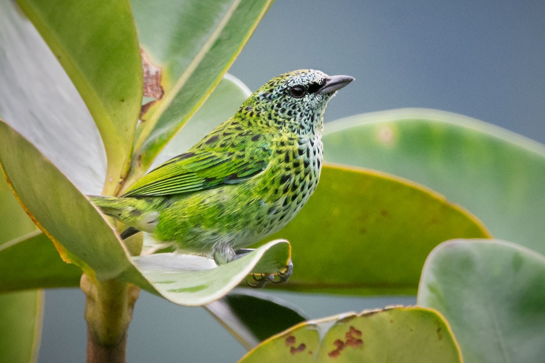 Spotted Tanager - ML413326091