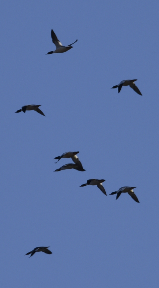 eBird Checklist 5 Feb 2022 Woodland Ferry (Nanticoke River) 7 species