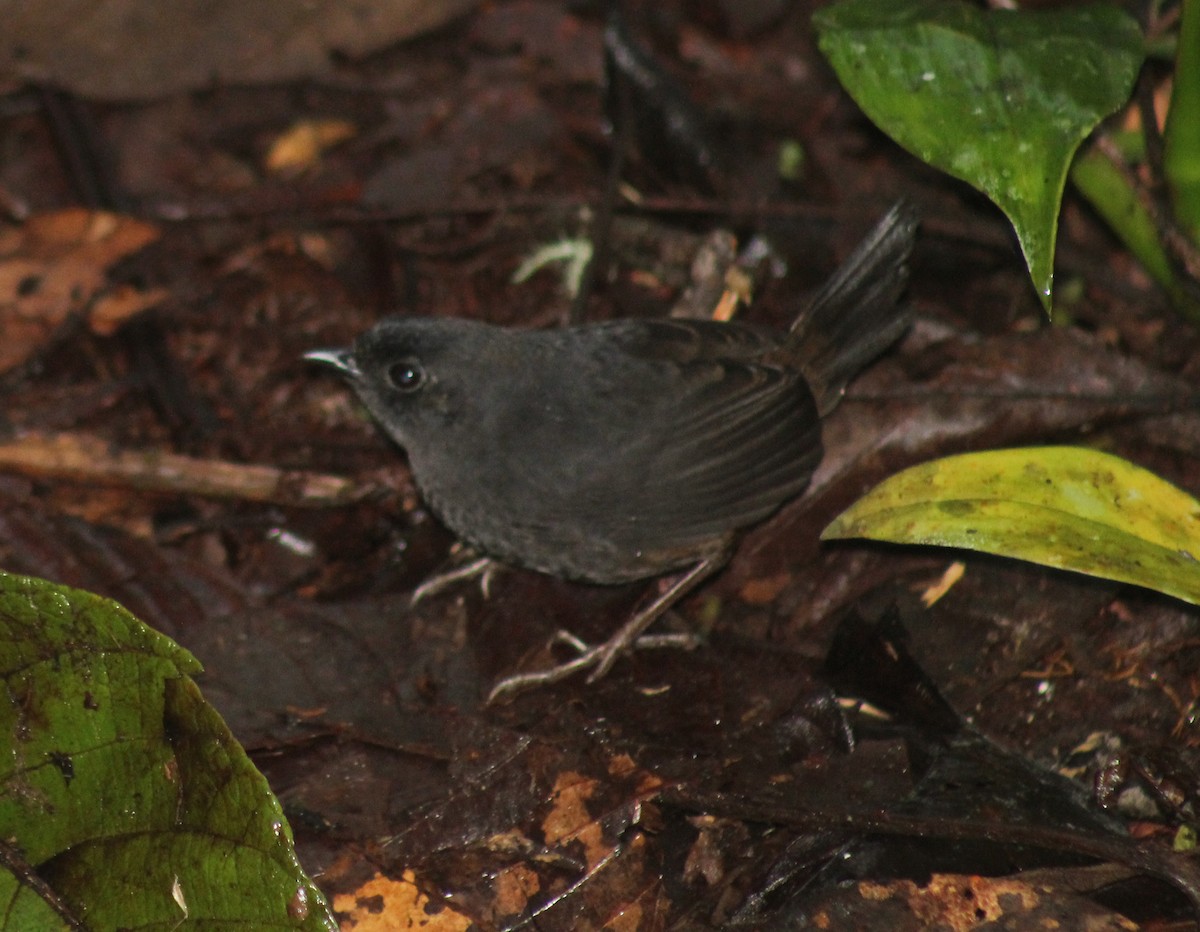 Rufous-vented Tapaculo - ML413332011