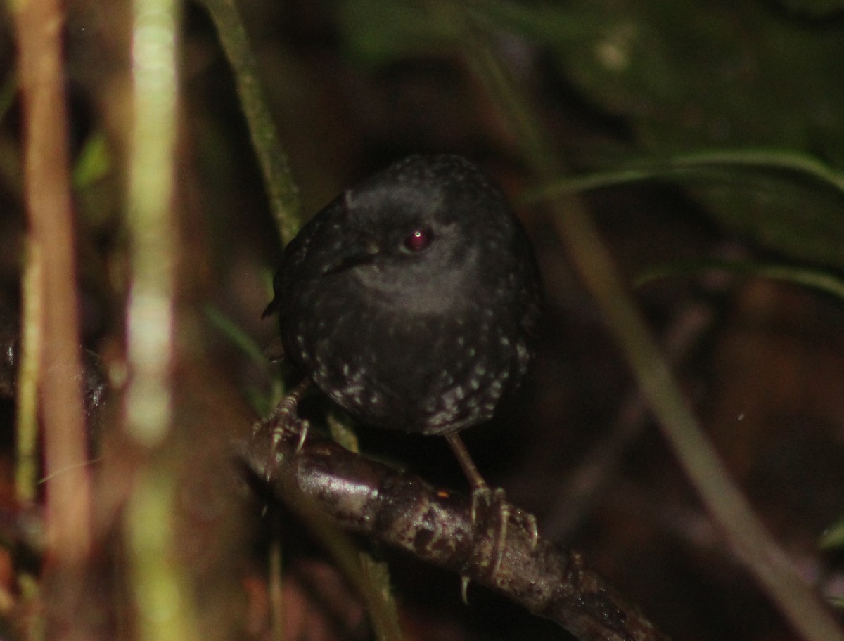 Rufous-vented Tapaculo - ML413333051