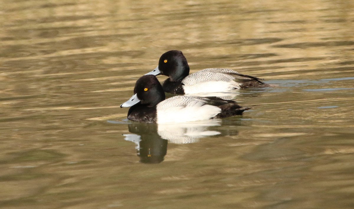 Lesser Scaup - River Ahlquist