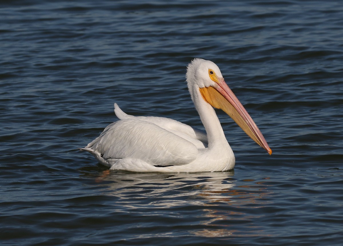 American White Pelican - James Rieman