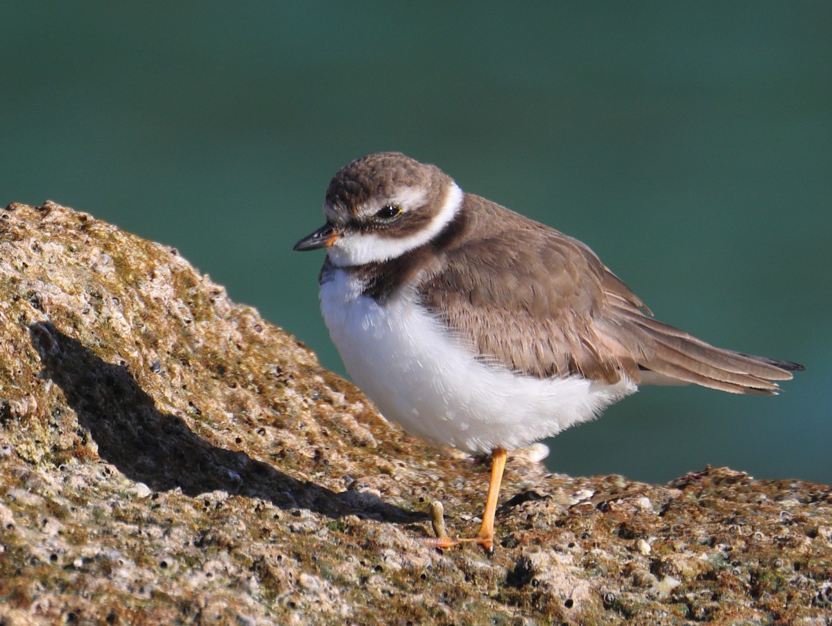 Semipalmated Plover - Richard Brewer