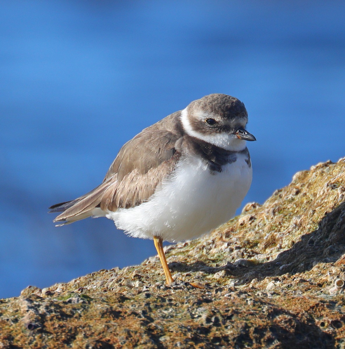Semipalmated Plover - Richard Brewer