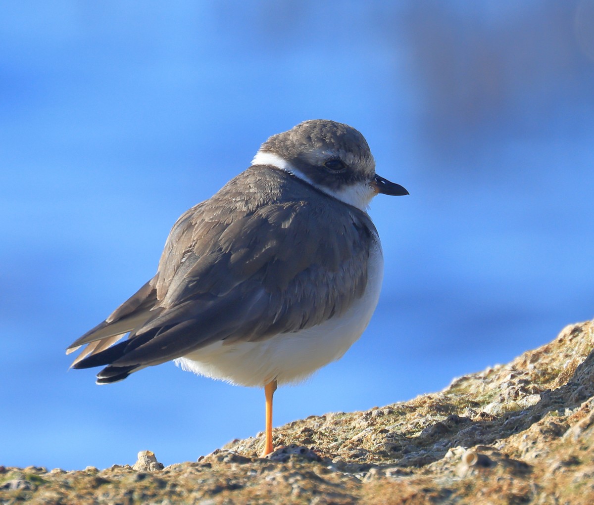 Semipalmated Plover - ML413348271