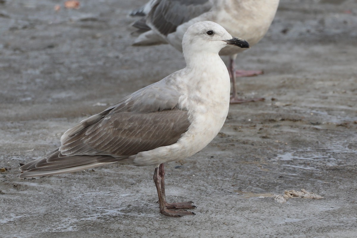 Glaucous-winged Gull - Walter Thorne