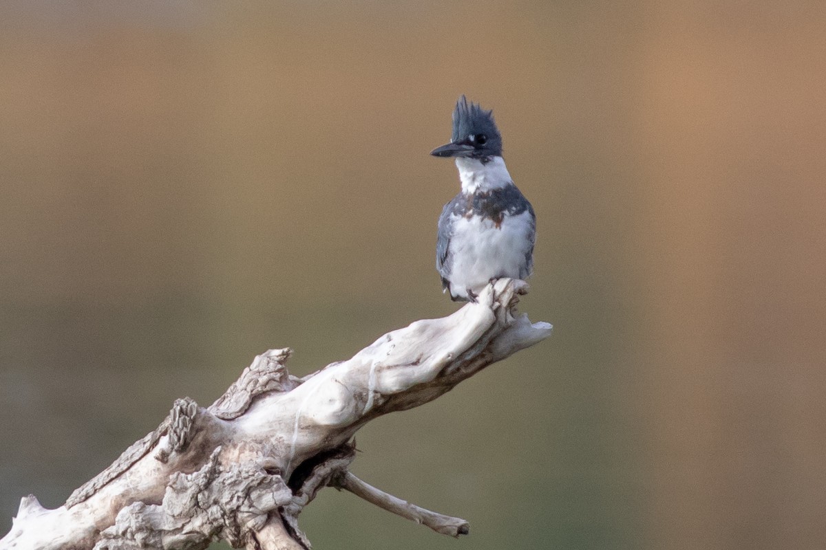 Belted Kingfisher - ML413360161