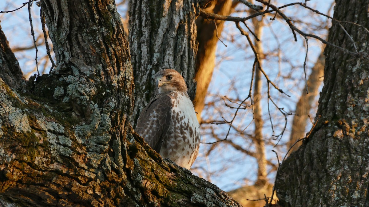 Red-tailed Hawk - Avery Fish