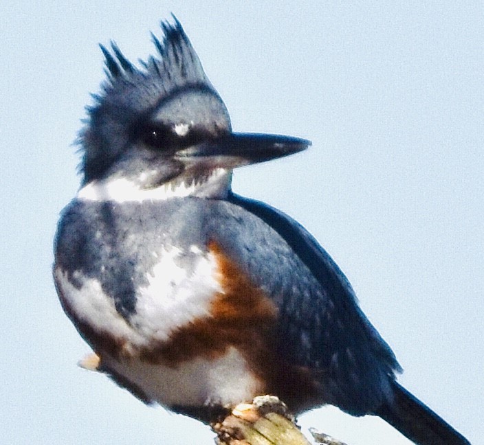 Belted Kingfisher - ML413363241