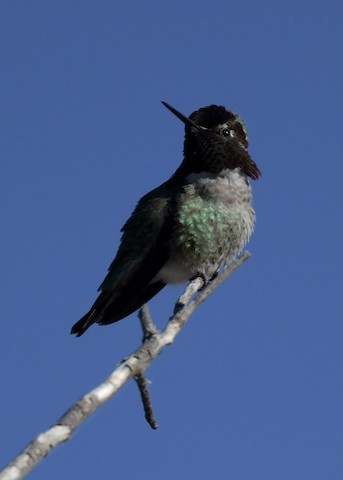 Anna's Hummingbird - Tsaiwei Olee