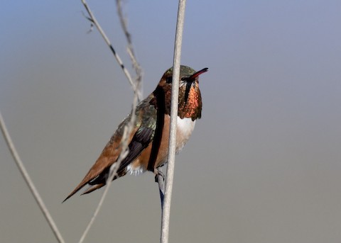 Allen's Hummingbird - Tsaiwei Olee