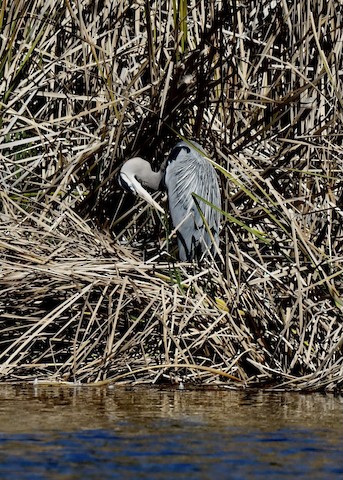 Great Blue Heron - Tsaiwei Olee