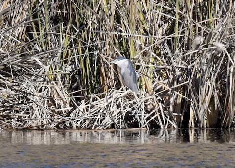 Black-crowned Night-Heron - Tsaiwei Olee