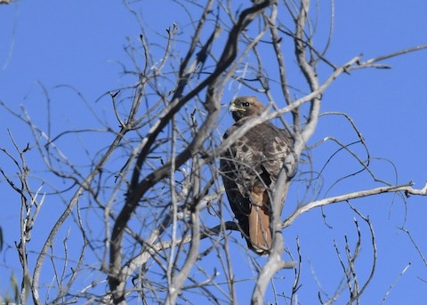 Red-tailed Hawk - Tsaiwei Olee