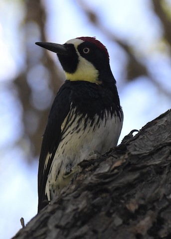 Acorn Woodpecker - Tsaiwei Olee