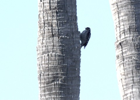 Nuttall's Woodpecker - Tsaiwei Olee