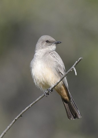 Say's Phoebe - Tsaiwei Olee