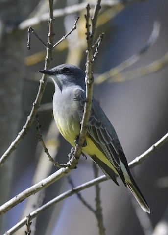 Cassin's Kingbird - Tsaiwei Olee