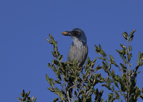 California Scrub-Jay - Tsaiwei Olee