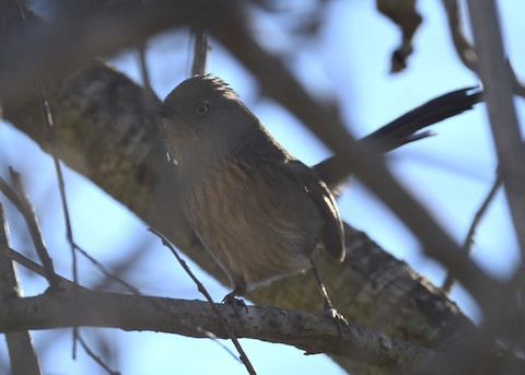 Wrentit - Tsaiwei Olee