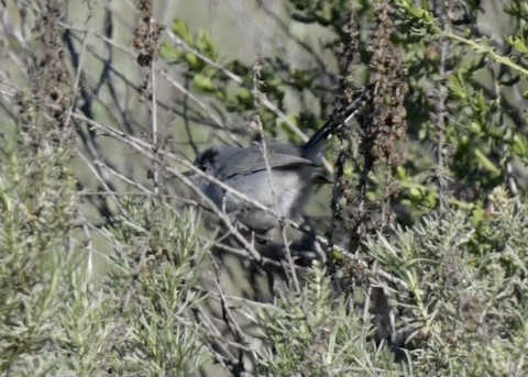 California Gnatcatcher - Tsaiwei Olee