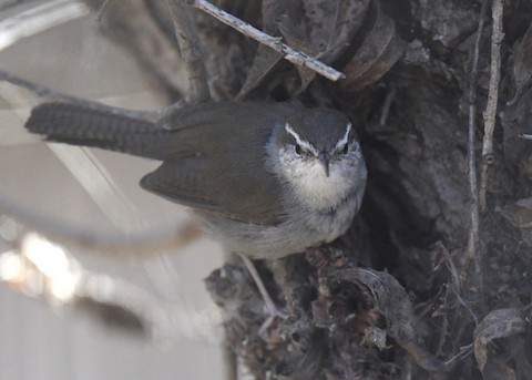 Bewick's Wren - Tsaiwei Olee