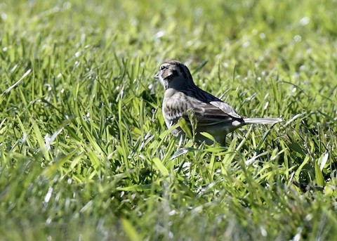 Lark Sparrow - Tsaiwei Olee