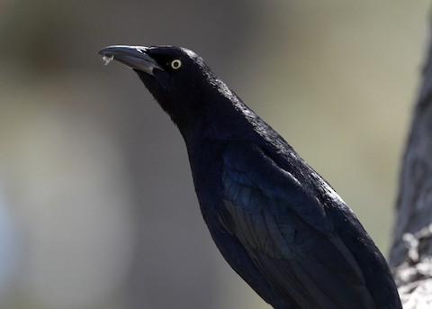 Great-tailed Grackle - Tsaiwei Olee