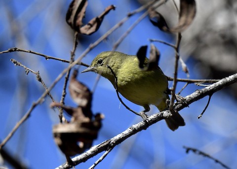 Orange-crowned Warbler - Tsaiwei Olee