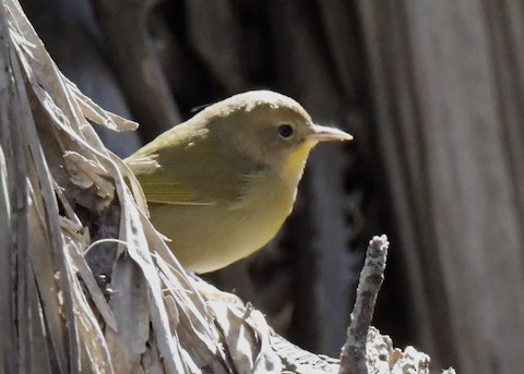 Common Yellowthroat - Tsaiwei Olee