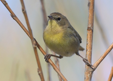 Common Yellowthroat - Tsaiwei Olee