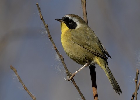 Common Yellowthroat - Tsaiwei Olee