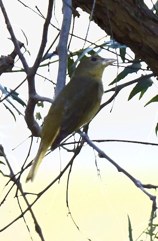 Summer Tanager - Tsaiwei Olee
