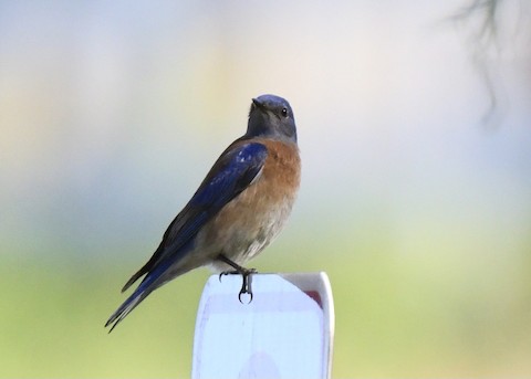 Western Bluebird - Tsaiwei Olee