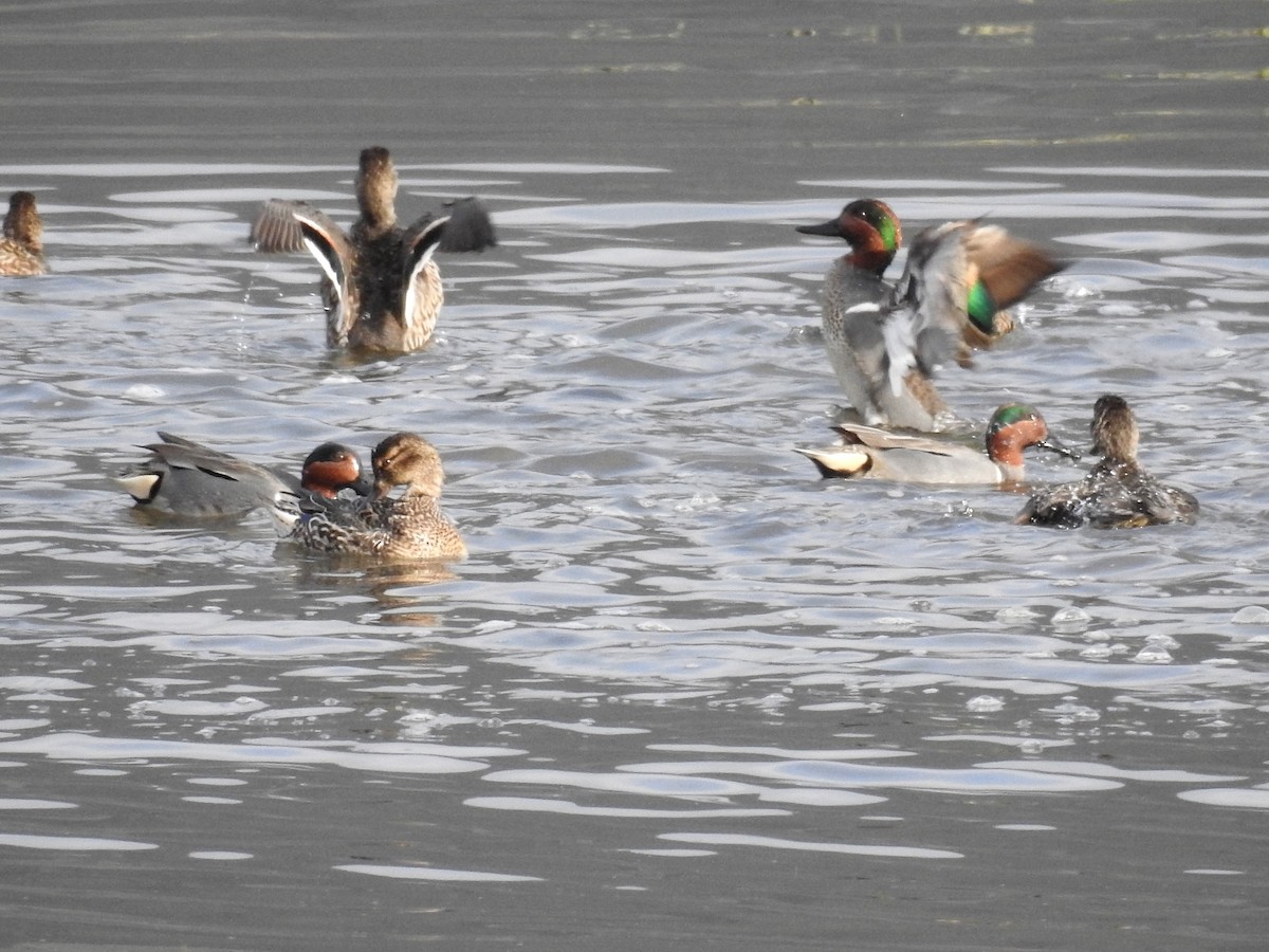 Green-winged Teal - ML413368791