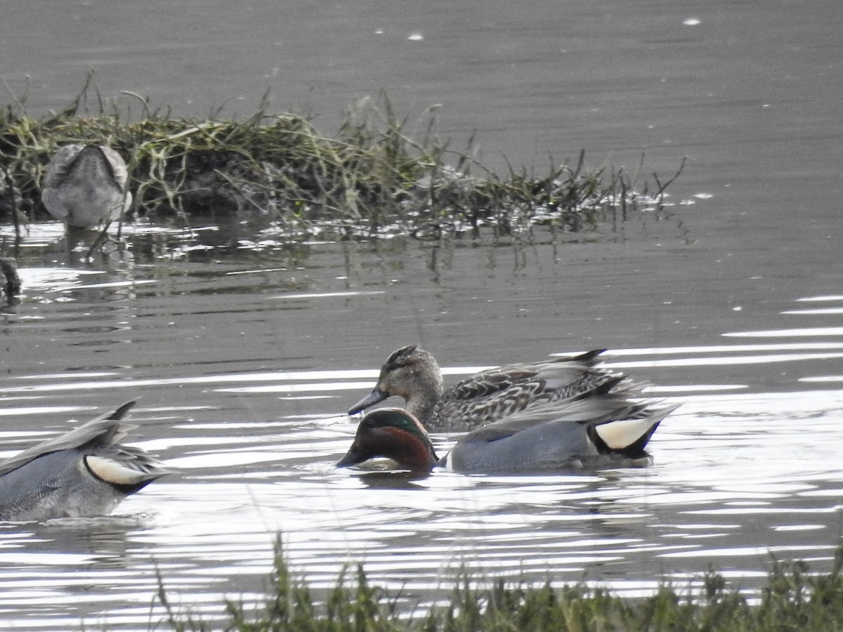 Green-winged Teal - ML413368811
