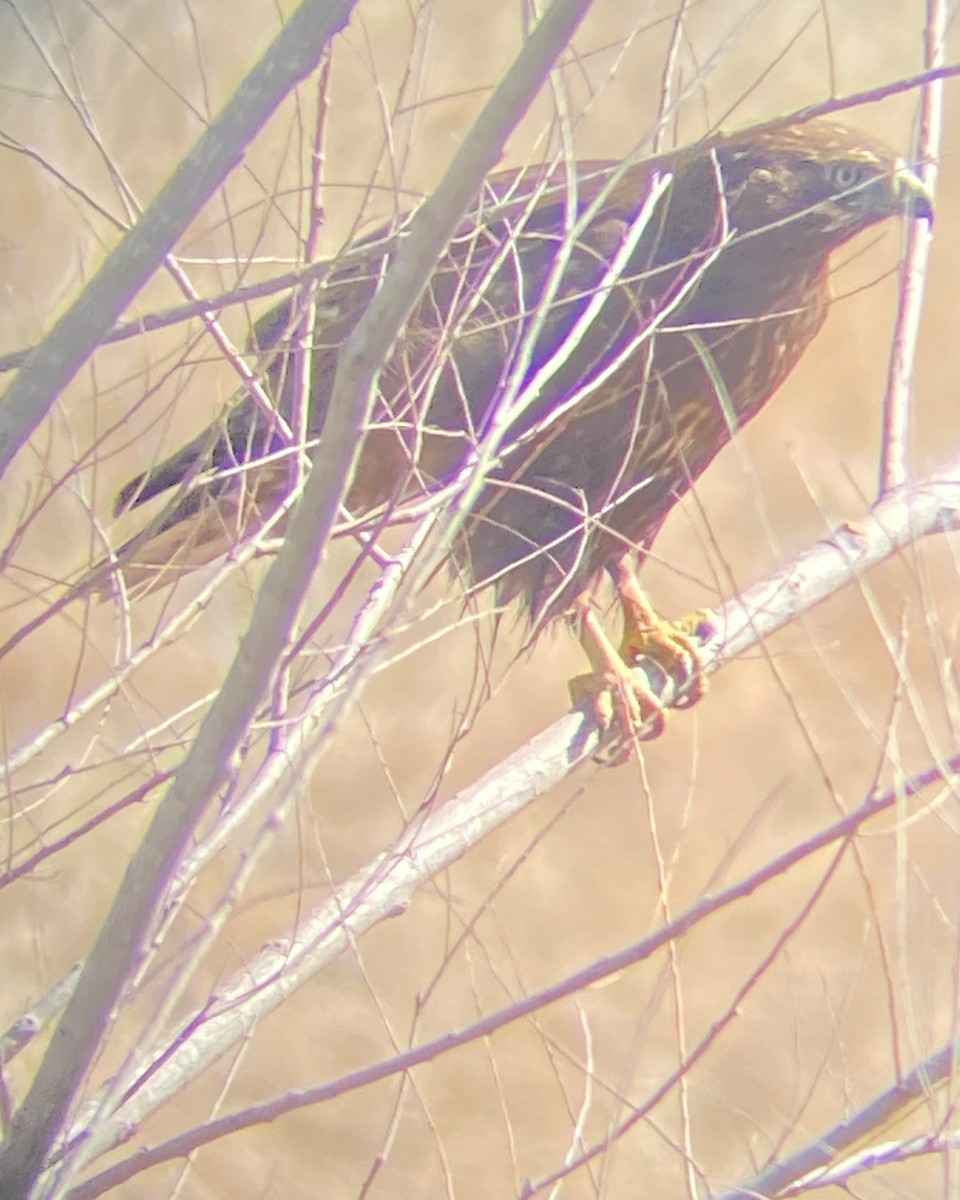 Red-tailed Hawk (calurus/alascensis) - Ken Hartman cc
