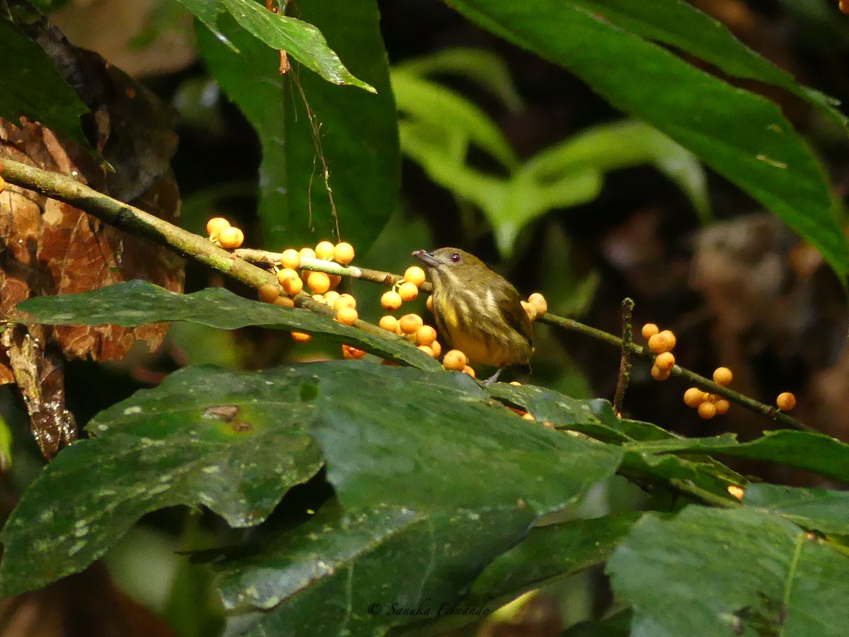 Yellow-breasted Flowerpecker - ML413370591