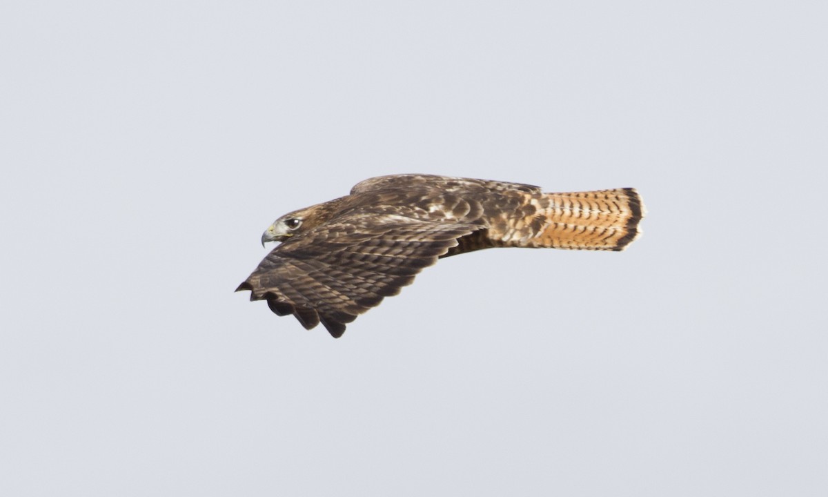 Red-tailed Hawk (calurus/abieticola) - Brian Sullivan