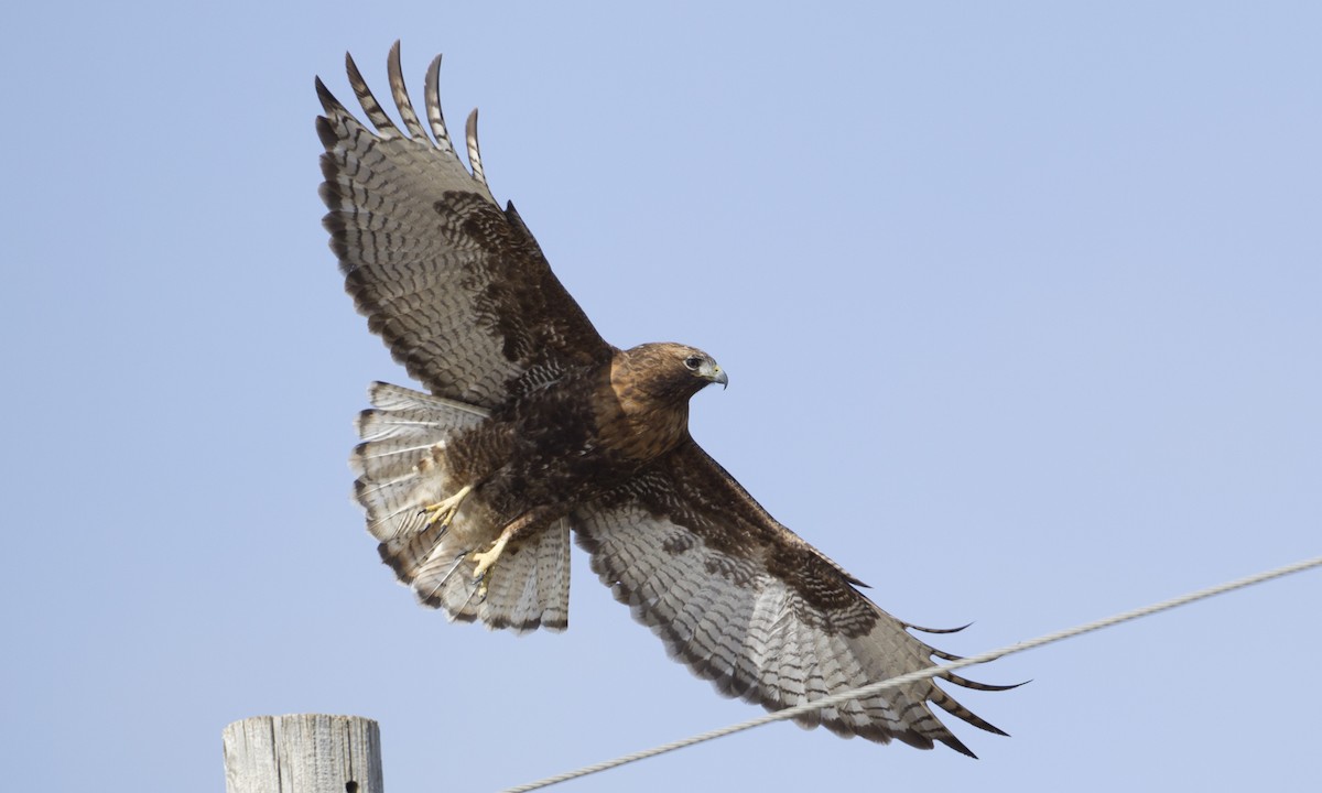 Red-tailed Hawk (calurus/abieticola) - Brian Sullivan