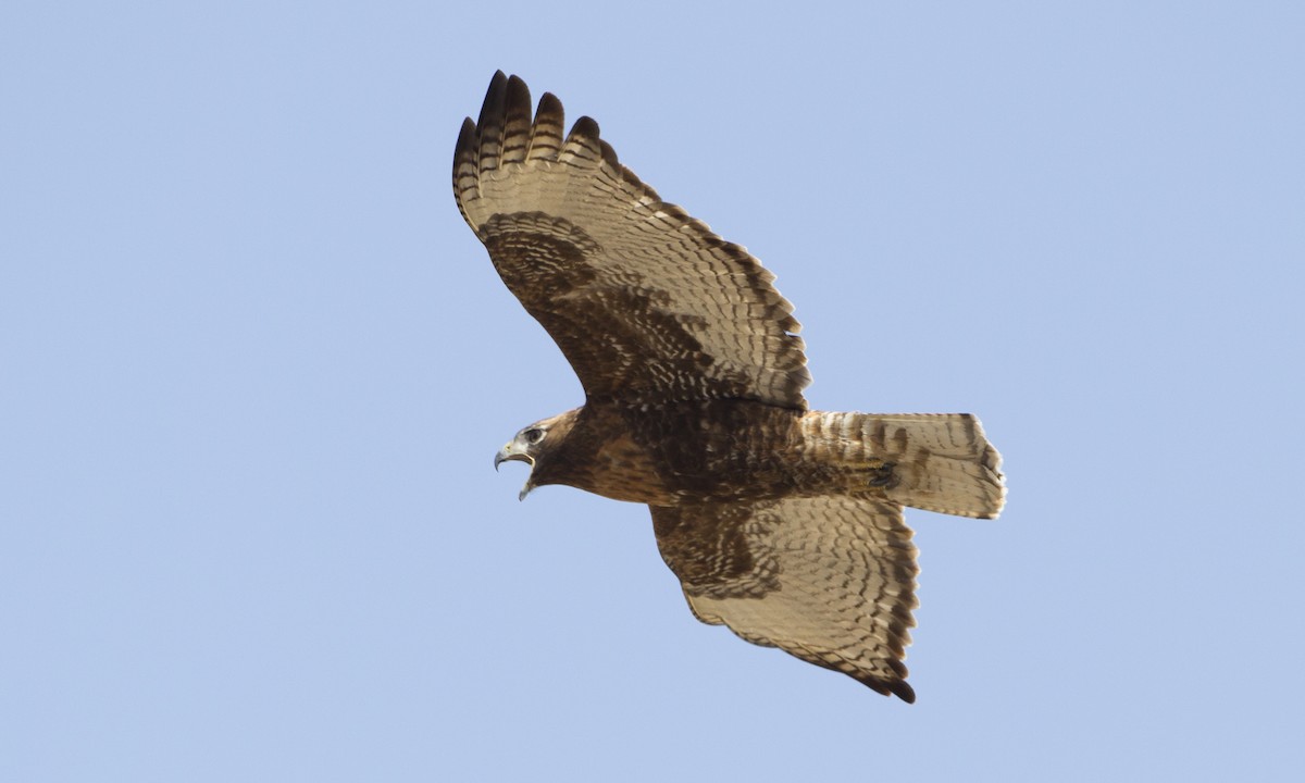 Red-tailed Hawk (calurus/abieticola) - ML41337941