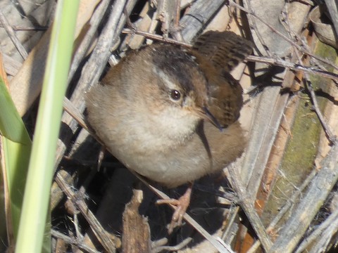 Marsh Wren - Gerry and Linda Baade