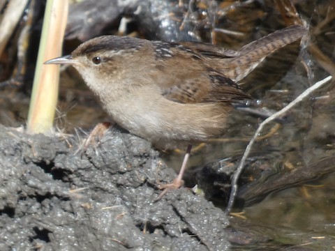 Marsh Wren - Gerry and Linda Baade