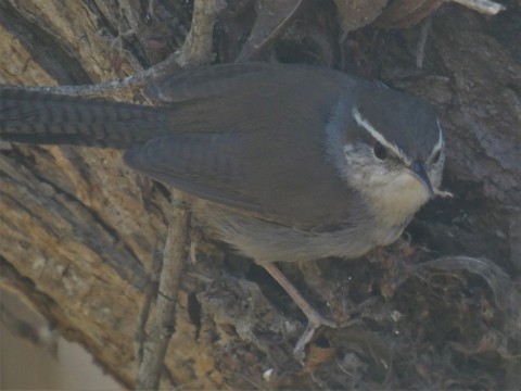 Bewick's Wren - Gerry and Linda Baade