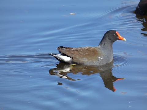 Common Gallinule - Gerry and Linda Baade
