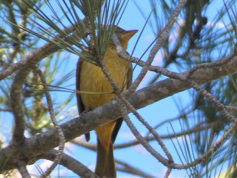 Summer Tanager - Gerry and Linda Baade