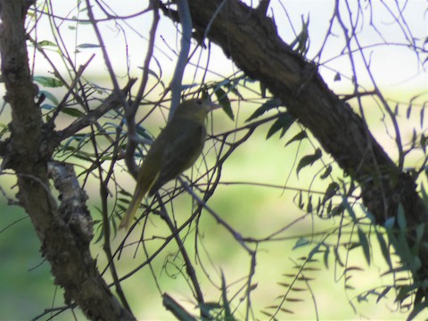 Summer Tanager - Gerry and Linda Baade